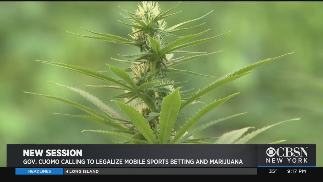 Governor Andrew Cuomo Legalize Mobile Sports Betting & Marijuana In New York?