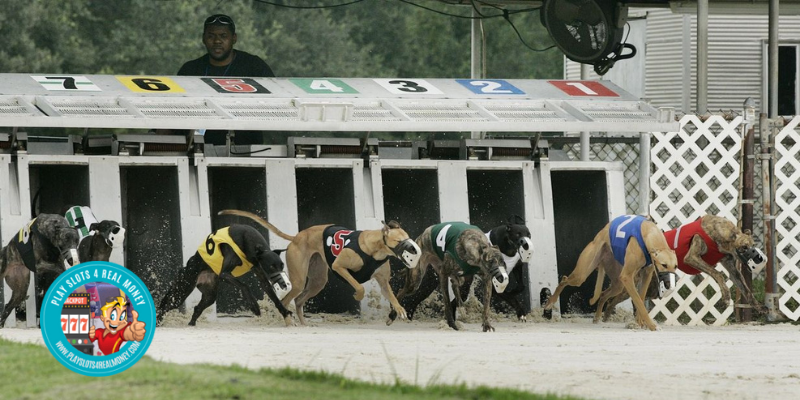 mobile greyhound racetrack