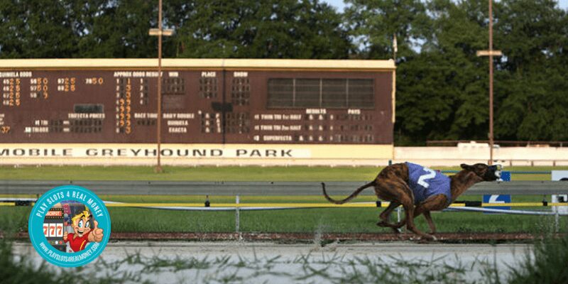 mobile greyhound racetrack review